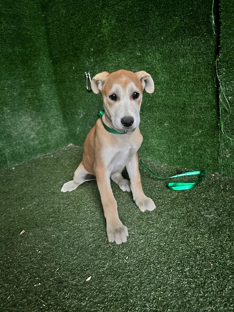 Other Photos of thie Dog