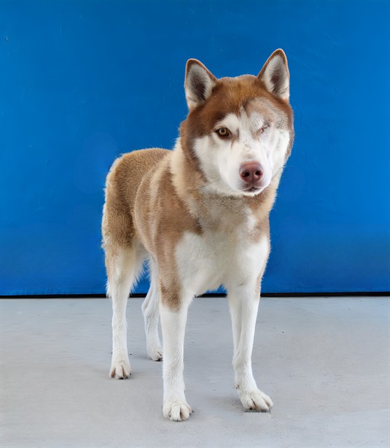 Atlas, a Husky, available for adoption