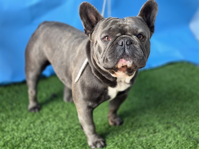 A5788964, a French Bulldog, available for adoption