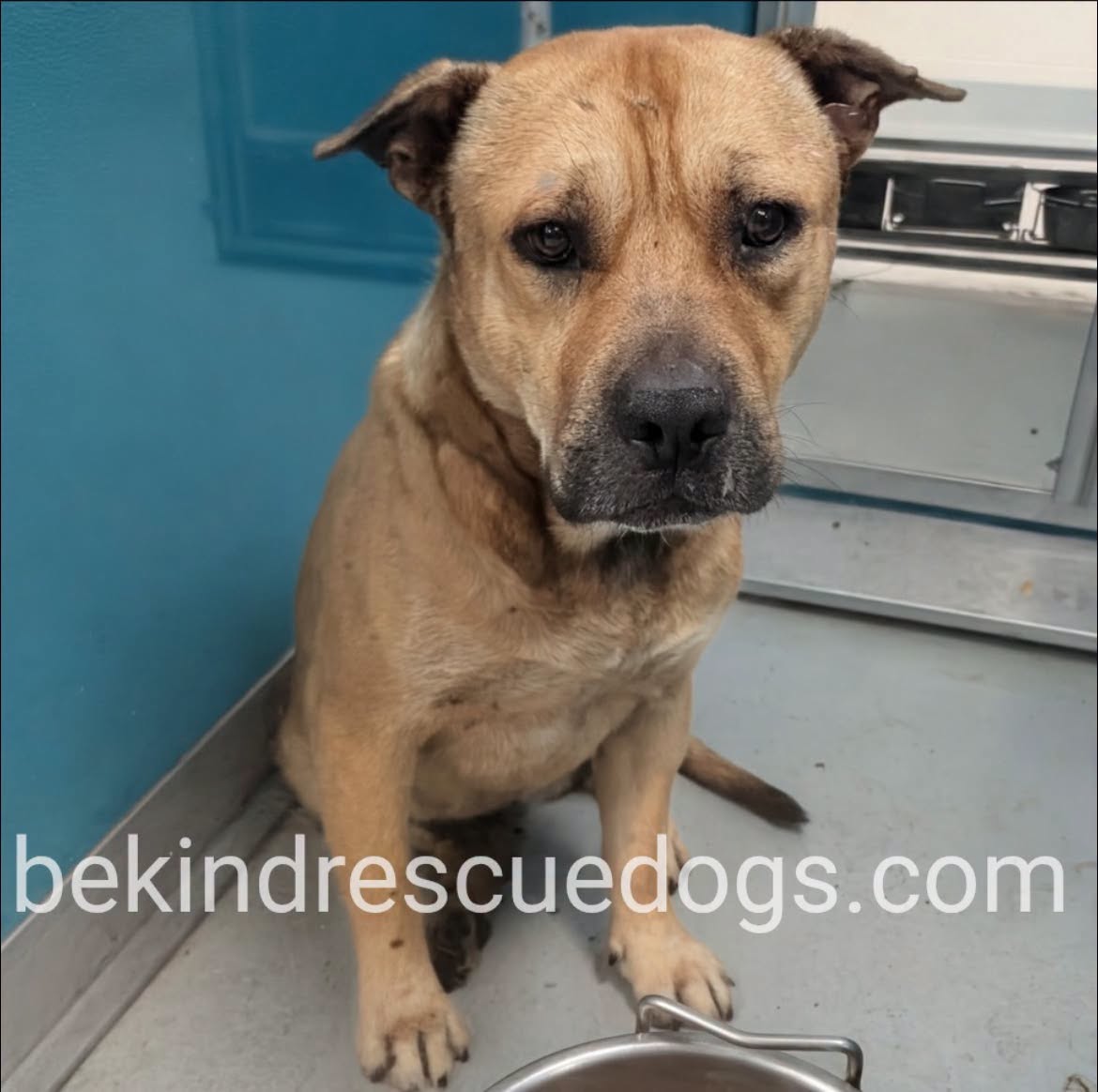 A477942, a Shar Pei, available for adoption