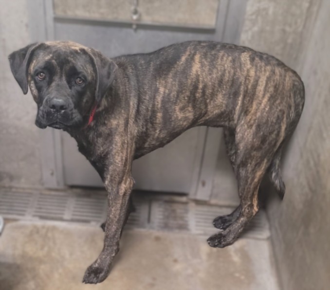 Roxy, a Presa Canario, available for adoption