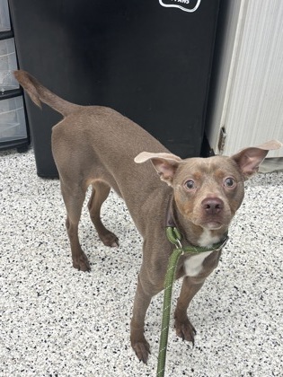 Hambo, a Swedish Vallhund, available for adoption