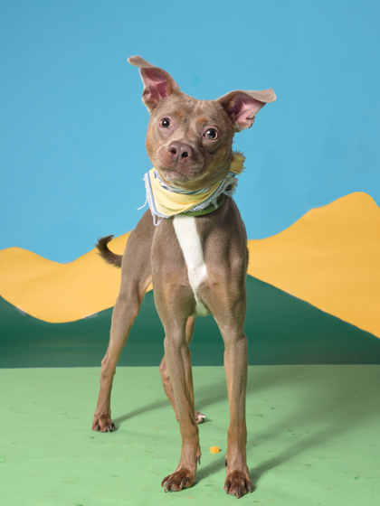 Hambo, a Swedish Vallhund, available for adoption