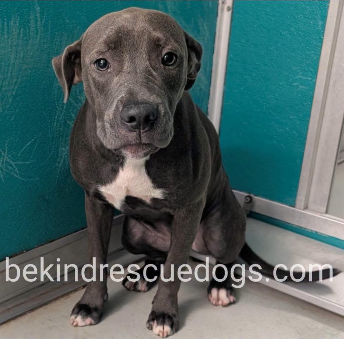 A478246, a Pit Bull Terrier, available for adoption