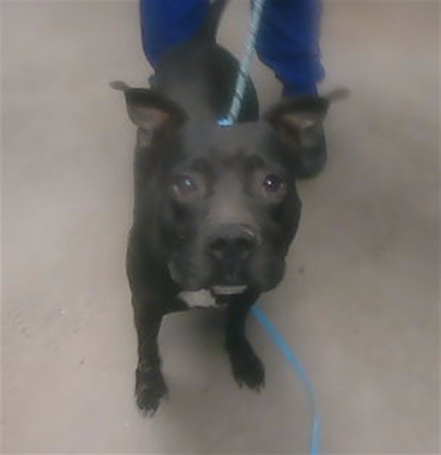 Scrappy, a Pit Bull Terrier, available for adoption