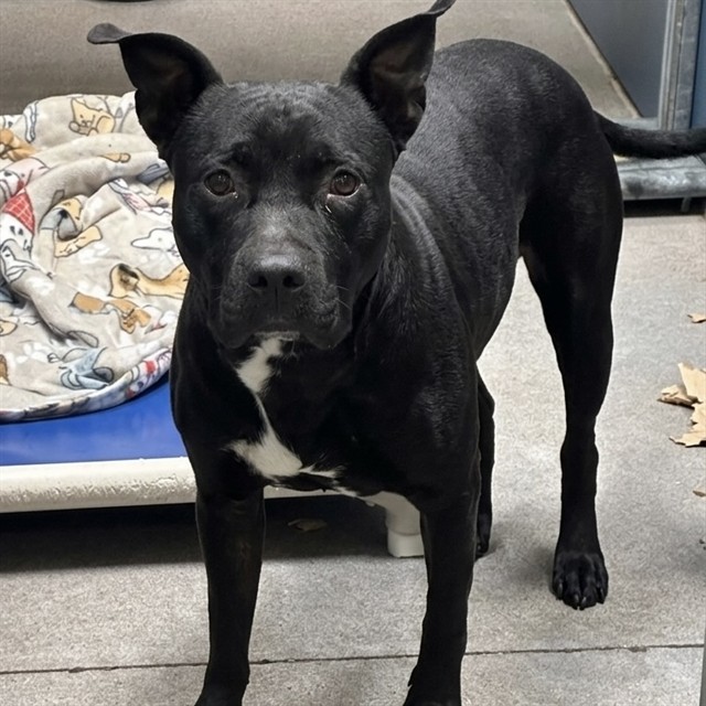 Scrappy, a Pit Bull Terrier, available for adoption