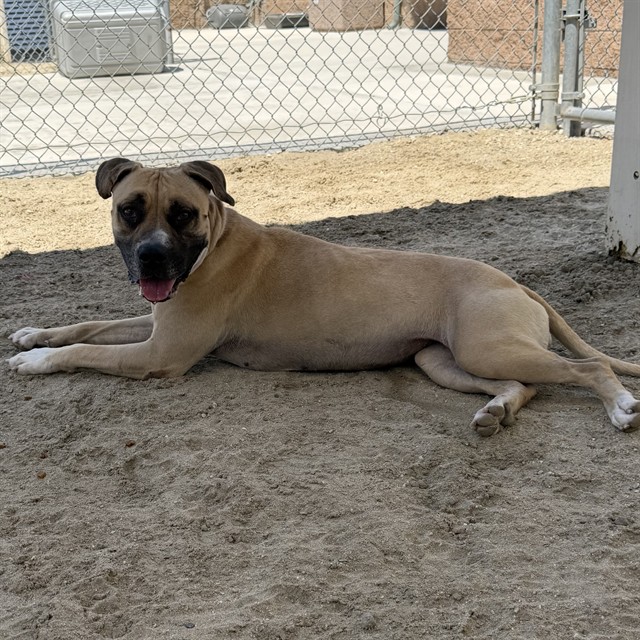 Athena, a Pit Bull Terrier (mix breed), available for adoption