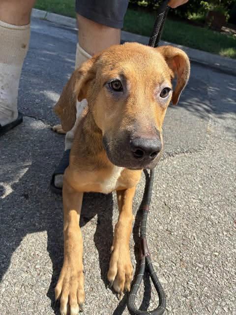 A478771, a Labrador Retriever, available for adoption