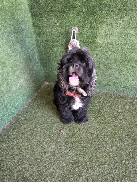 A5792358, a Cocker Spaniel, available for adoption
