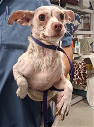 Griselda, a Chihuahua, available for adoption