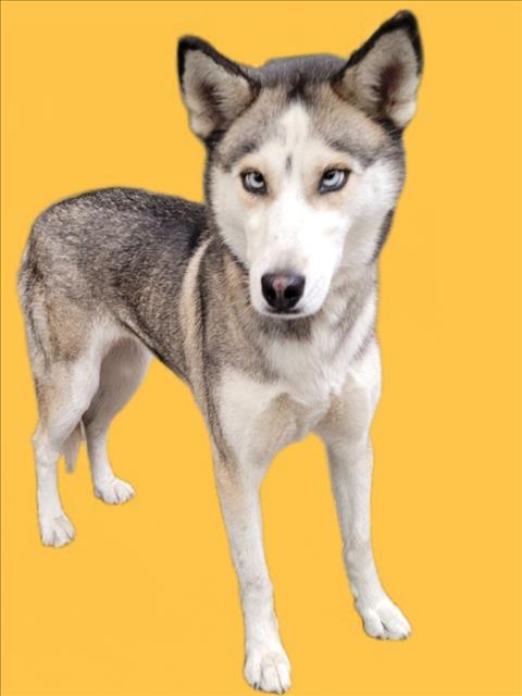 Pearl, a Siberian Husky, available for adoption