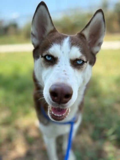 Cory, a Siberian Husky, available for adoption