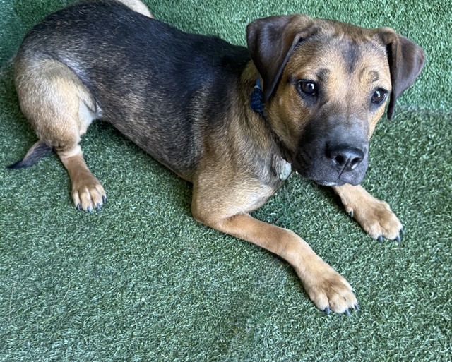 Harmony, a German Shepherd, available for adoption