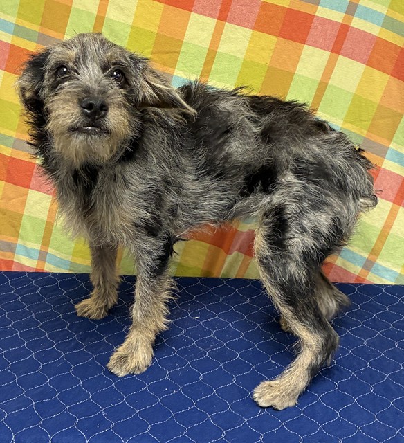 A5792999, a Terrier, available for adoption
