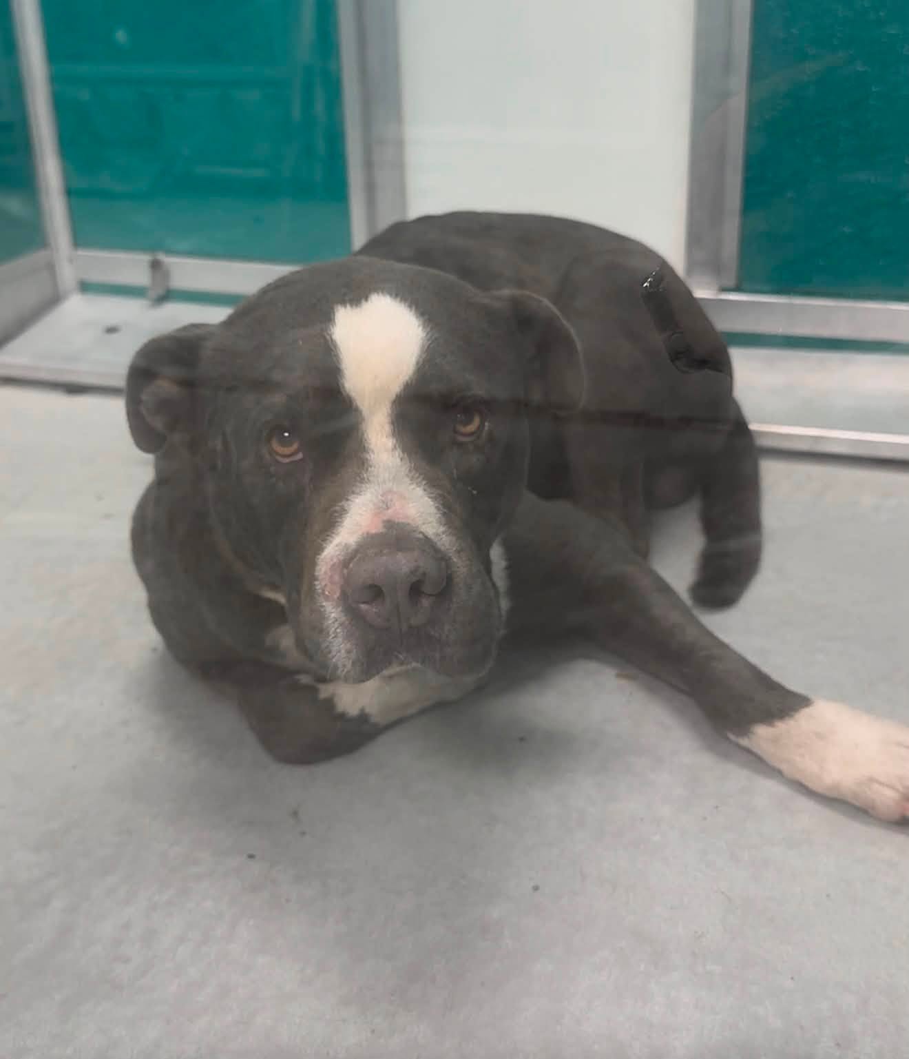 Adoptable pet photo