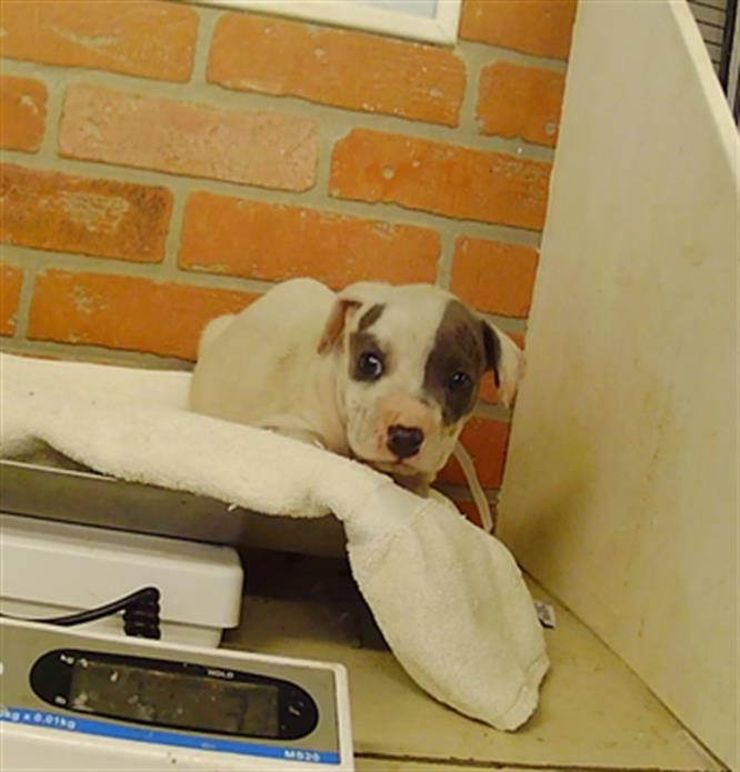 Adoptable pet photo