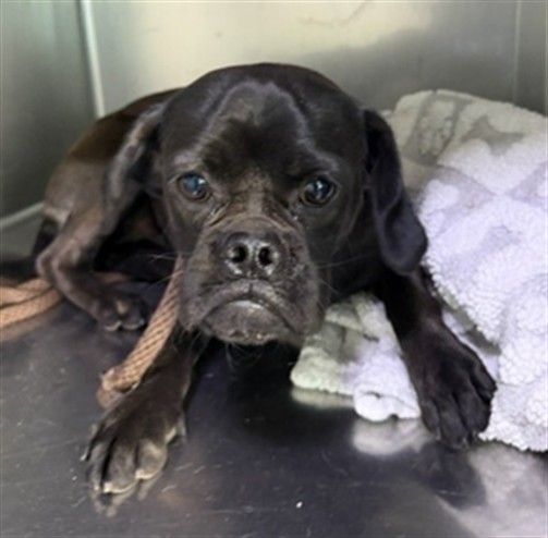 Adoptable pet photo