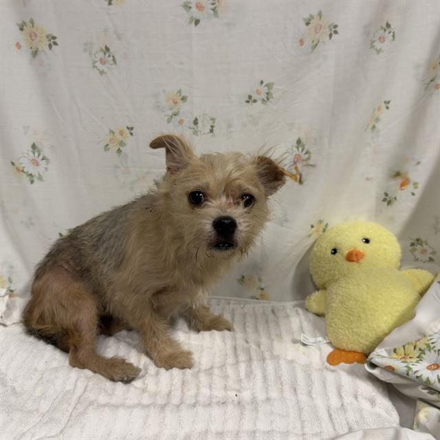 Adoptable pet photo