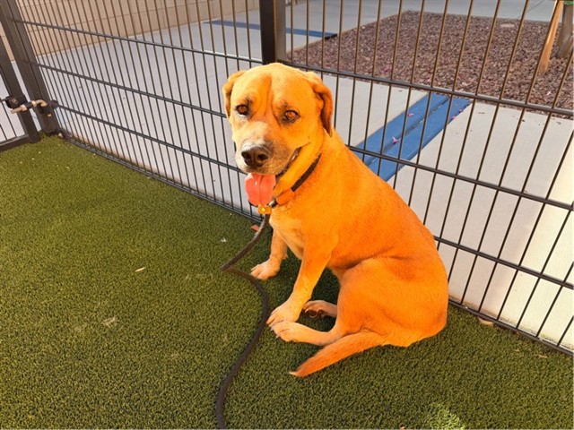 Adoptable pet photo