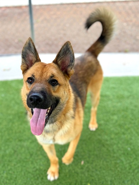 Yote', a German Shepherd, available for adoption