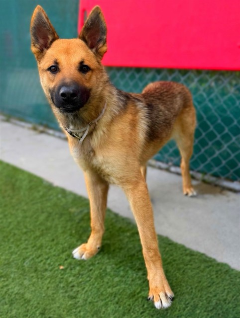 Adoptable pet photo