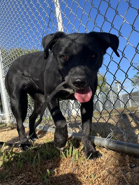 Adoptable pet photo