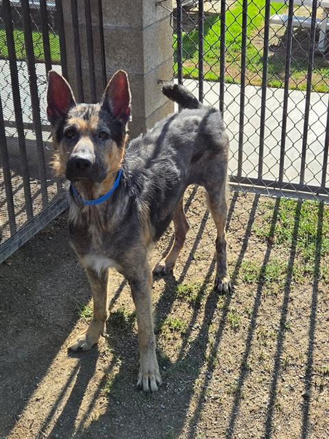 Adoptable pet photo