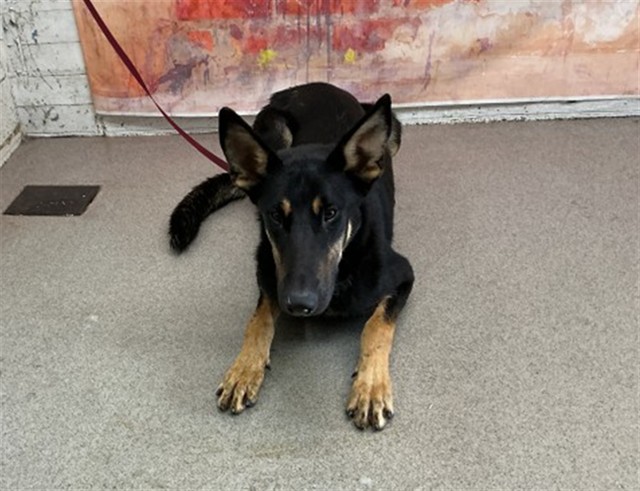 German Shepherd available for adoption