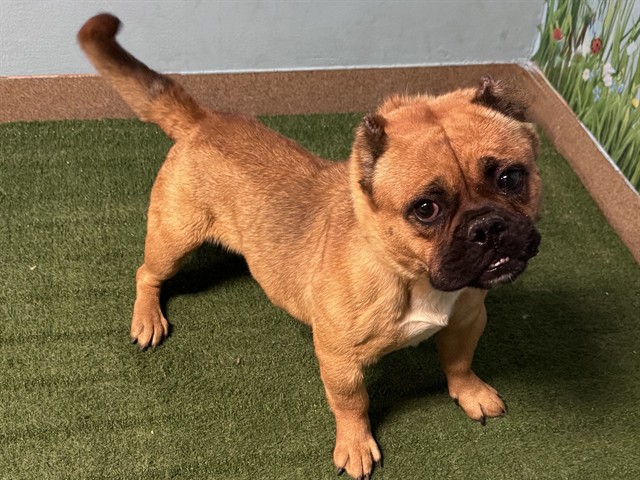 French Bulldog available for adoption