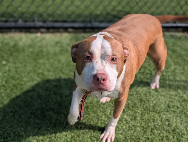 Dottie, a American Staffordshire Terrier (mix breed), available for adoption