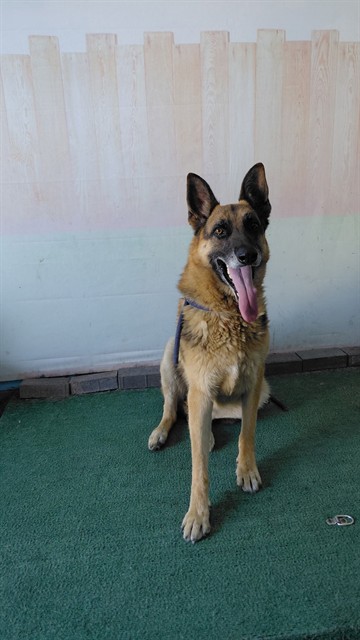 Zarko, a German Shepherd, available for adoption