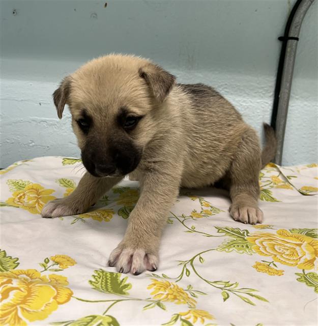 Luna, a German Shepherd, available for adoption
