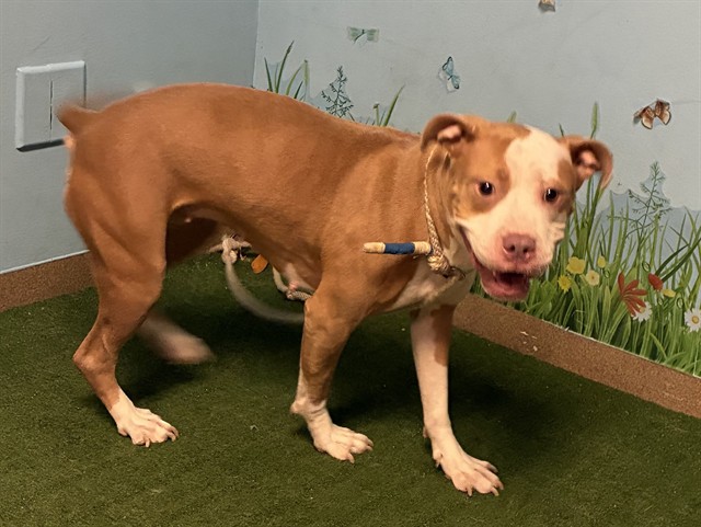 Junie B, a Pit Bull Terrier, available for adoption