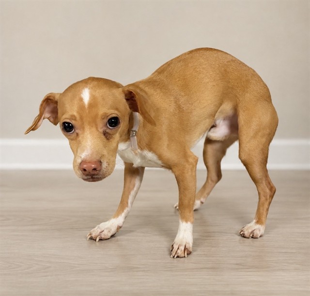 Bert, a Chihuahua, available for adoption