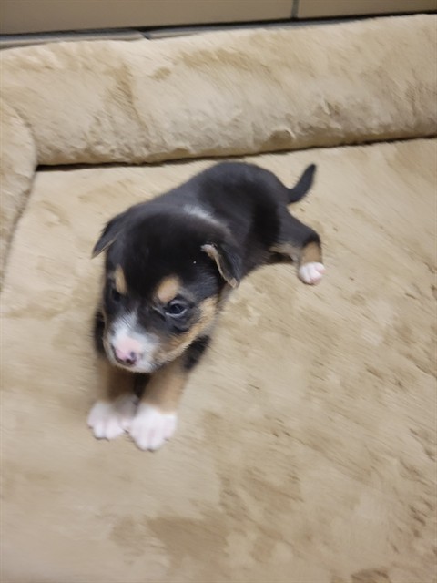 Eggie, a German Shepherd, available for adoption