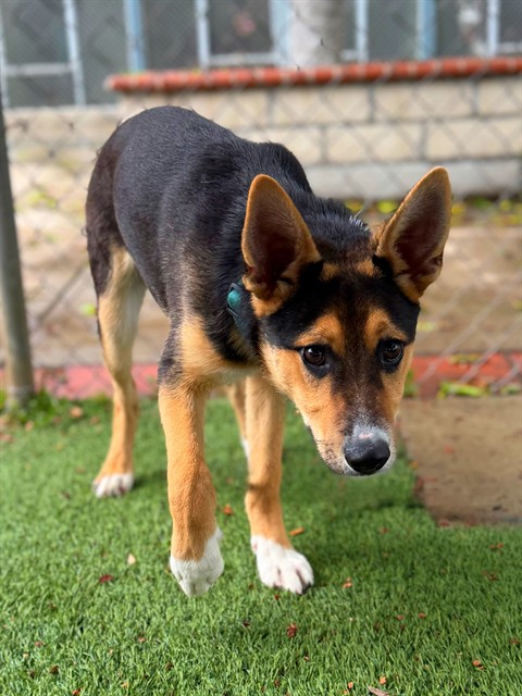 Eggie, a German Shepherd, available for adoption
