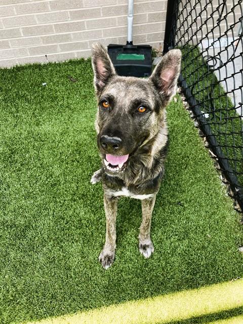 Hannah, a German Shepherd (mix breed), available for adoption