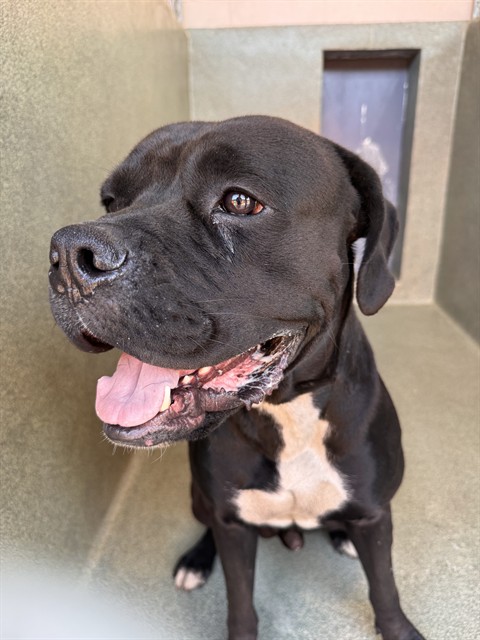 Clifford, a Cane Corso Mastiff, available for adoption