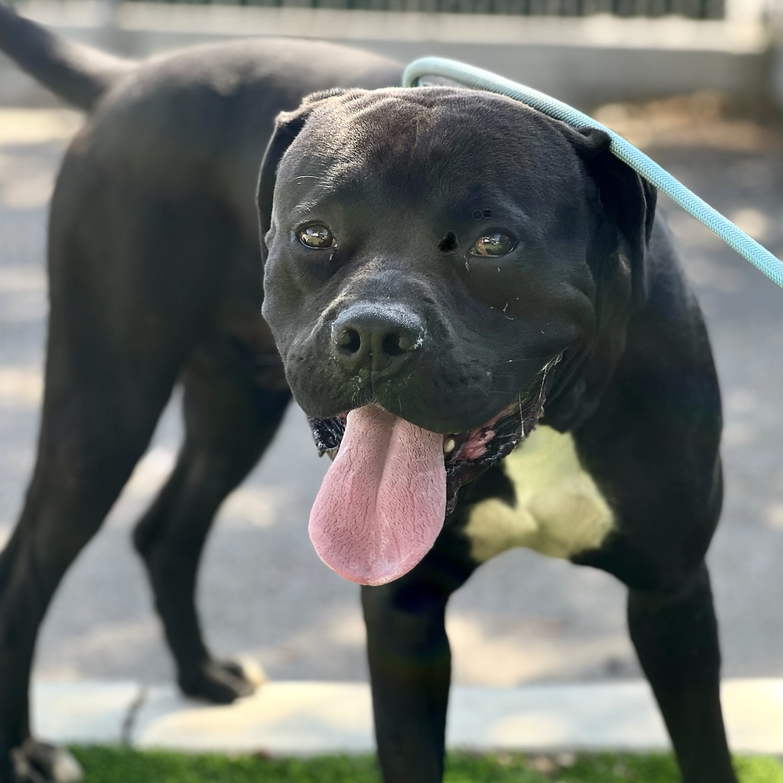 Clifford, a Cane Corso Mastiff, available for adoption