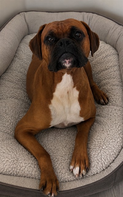 Kyro, a Boxer, available for adoption