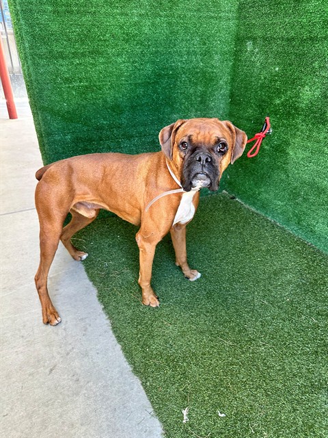 Kyro, a Boxer, available for adoption