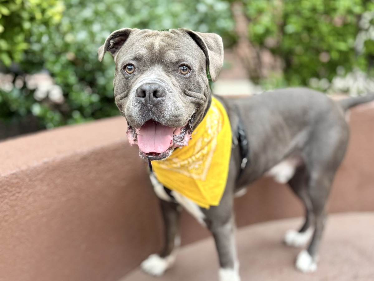 Harlem, a Pit Bull Terrier, available for adoption