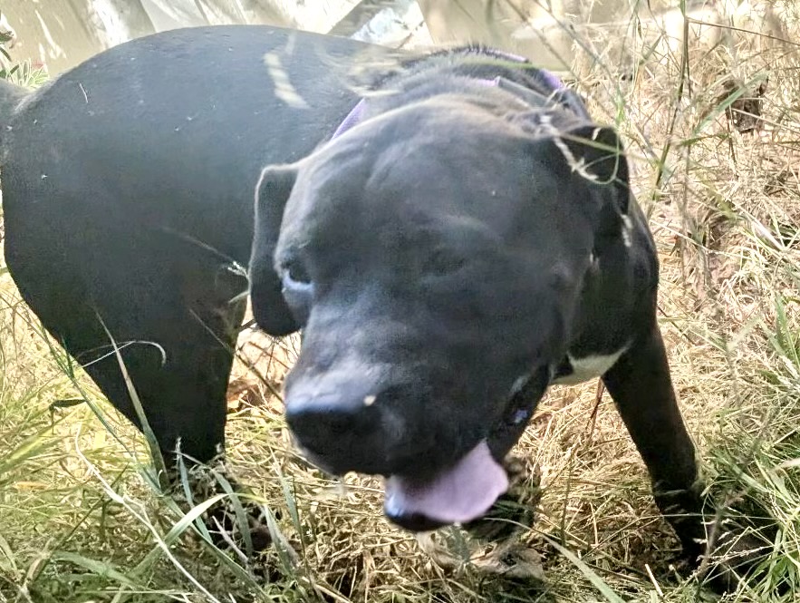 Charlie, a Labrador Retriever, available for adoption