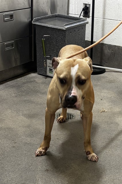 Kriss, a Pit Bull Terrier (mix breed), available for adoption
