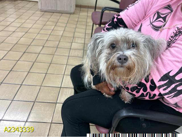 Chispa, a Maltese (mix breed), available for adoption