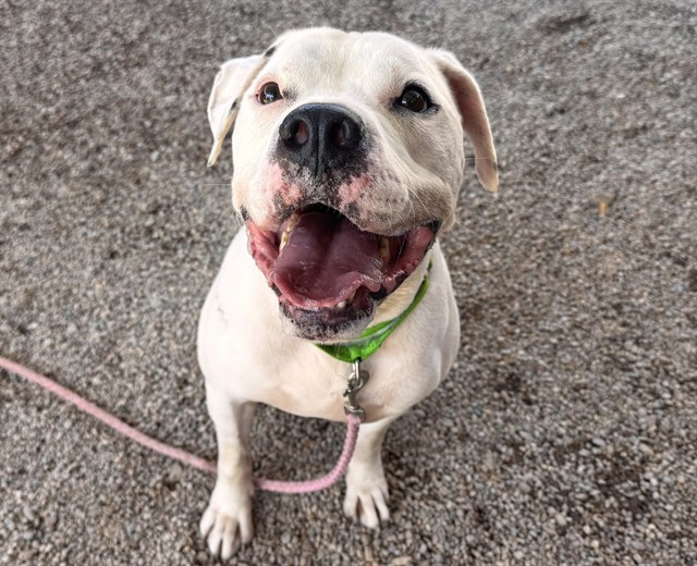 Nipsey, a American Bulldog (mix breed), available for adoption