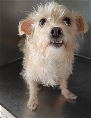 Maya, a Terrier, available for adoption