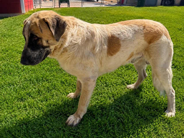 Racoon, a Anatolian Shepherd, available for adoption