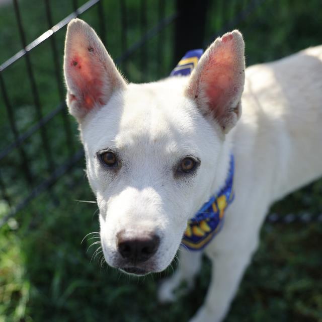 Koda, a Shepherd (mix breed), available for adoption