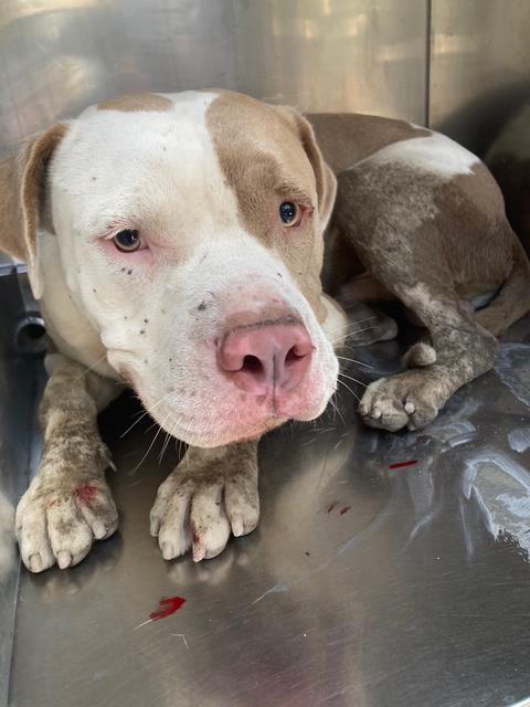 Alaska, a Pit Bull Terrier, available for adoption